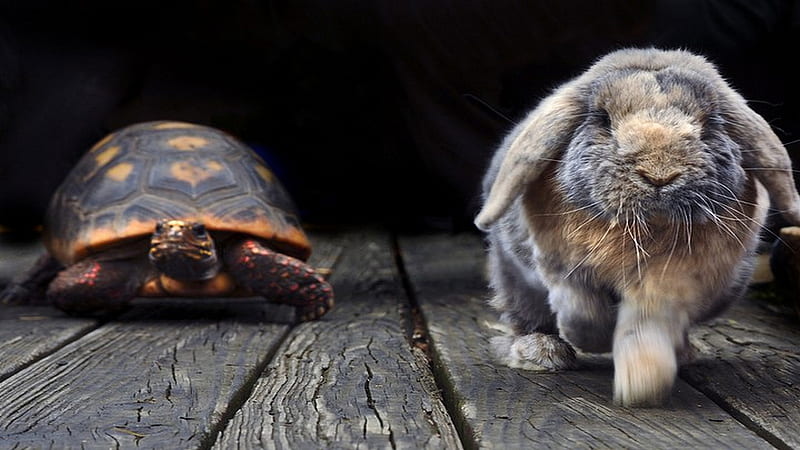 HD wallpaper aesop s tale race slow hare fable tortoise fast
