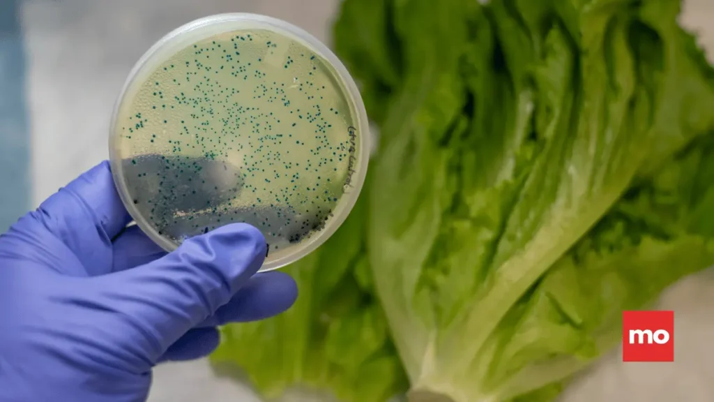 Kontaminasyon Çiğ Tavuğu Yıkamak Sizi Ölüme Götürebilir Kontaminasyon