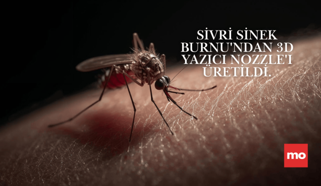 Sivri Sinek