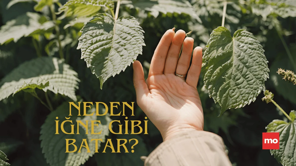 Isırgan Otu Neden Cildimizi İğne Batması Gibi Yakar?